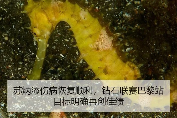 苏炳添伤病恢复顺利，钻石联赛巴黎站目标明确再创佳绩